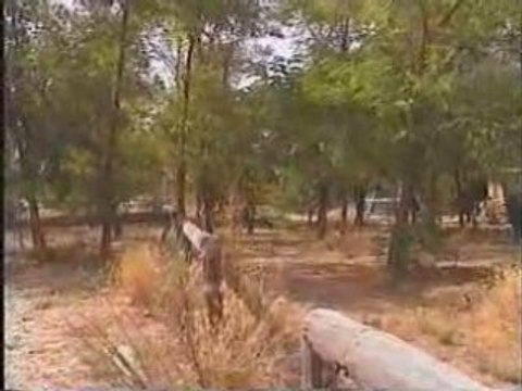 Poulain (2 mois) il saute la barrière (P.Cougul)