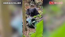 橫行阿里山鄉工寮暴力覓食  台灣黑熊「落網」了