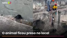Cachorro cai em córrego e é resgatado pelos Bombeiros em SP