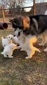 Puppies Playing with Husky Dog #puppy #dog #kingdomofawais