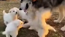 Puppies Playing with Husky Dog #puppy #dog #kingdomofawais
