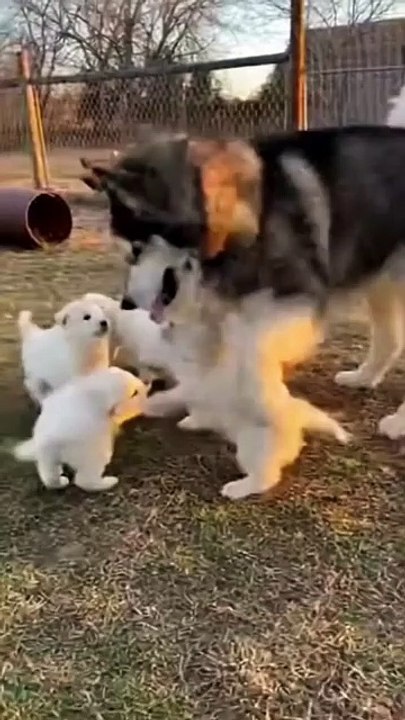 Puppies Playing with Husky Dog #puppy #dog #kingdomofawais