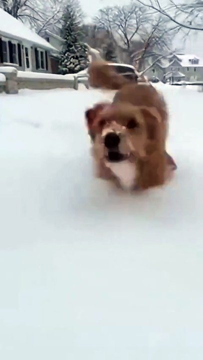 Dog Love to Play Snow #dog #kingdomofawais