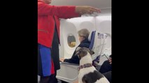 Il cane che non perde una parola: l’incredibile attenzione durante le istruzioni di sicurezza in volo