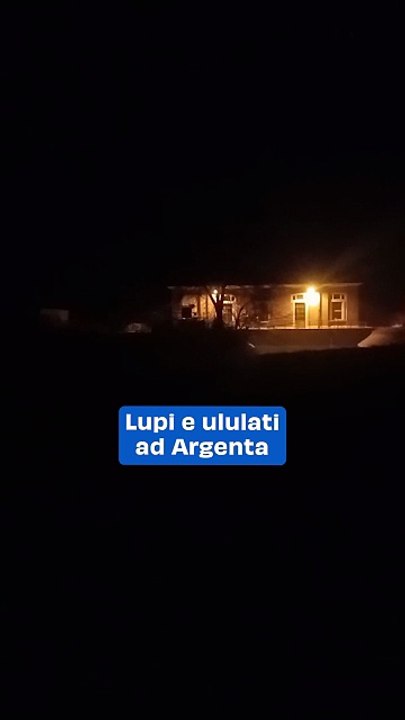 Lupi e ululati ad Argenta: il video