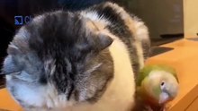 Cats and Parrots Funny voice over video