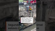 Cachorro cai em córrego e é resgatado pelos Bombeiros em SP #shorts