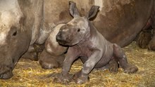 Nashornbaby "Nuru" im Zoo Schmiding geboren