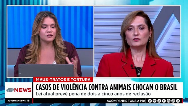 Penas atuais são suficientes contra maus-tratos a animais? Bancada analisa | LINHA DE FRENTE
