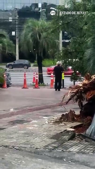 Árvore que caiu com chuva ainda bloqueia pista da Nossa Senhora do Carmo