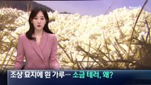 조상 묘지에 흰 가루…소금 테러, 왜?