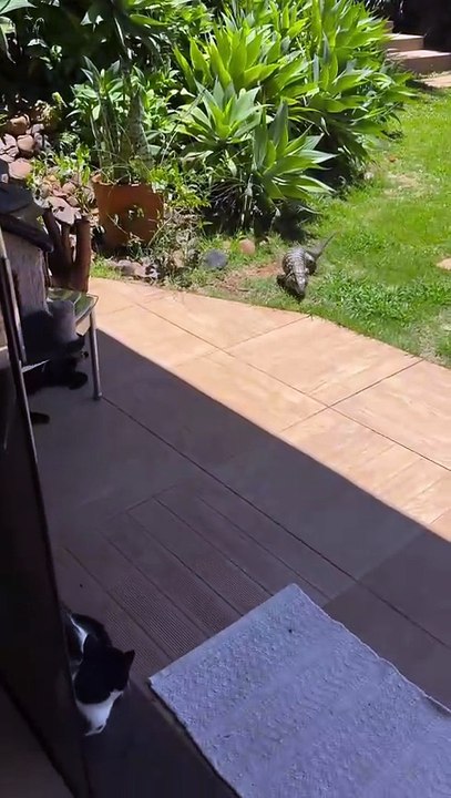 Lagarto vira "pet" em casa de família em Chapecó e busca alimento na mão dos moradores