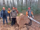 Un chène tricentenaire de la Futaie des Clos en forêt de Bercé, rendait son dernier souffle