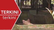 [TERKINI] Selangor mula kosongkan ladang babi di Tanjong Sepat
