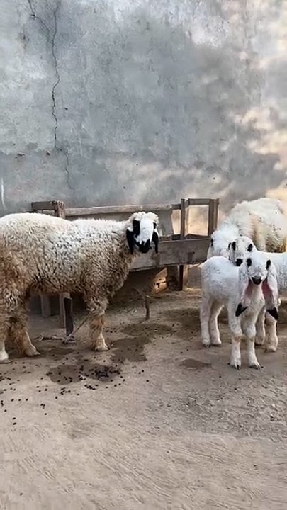 sheep life