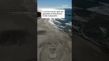 Artista cria desenho gigante na areia em homenagem ao cão Orelha em praia de SC #shorts