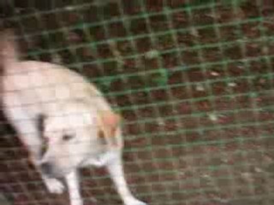 26-06-2006 MESA au cours du parcours un chien