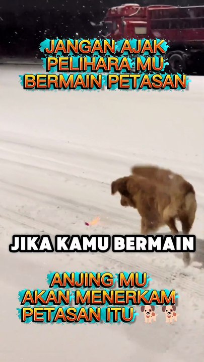 Dampak kalau kamu mengajak peliharaan mu main petasan