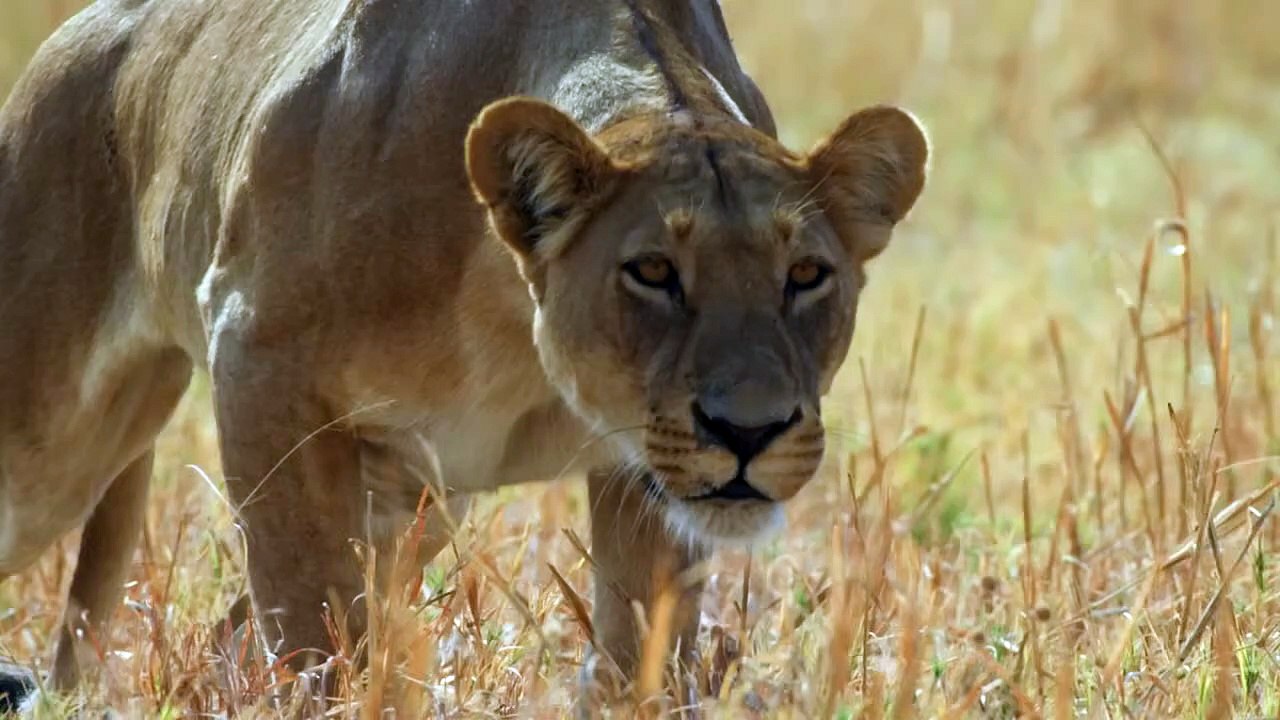 A wild tiger hunting its prey in the jungle. Real wildlife footage you have to see!