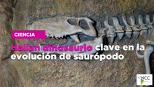 Hallan dinosaurio clave en la evolución de saurópodo