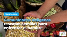Comunidades indígenas rescatan semillas para enfrentar el hambre