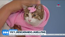 ¡Adopta no compres! Nimbus y Jalea son dos gatitas que buscan una familia