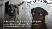 Advogado explica o que pode acontecer, no âmbito penal, com adolescentes que torturaram o cão Orelha