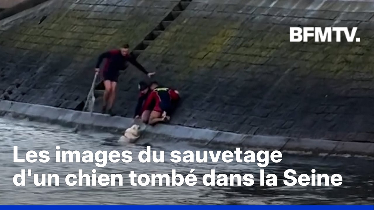 Les images du sauvetage d'un chien tombé dans la Seine à Paris