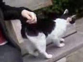 chaton après suzon et renan ^^'