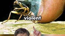 Cet insecte est étonnant !