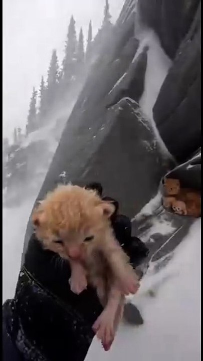 mother cat was shielding her babies from the freezing wind