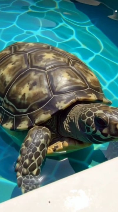 Amazing tortoise