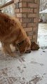 Golden Retriever Tries to Free Ball