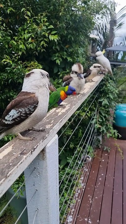 When kookaburra birds visit you