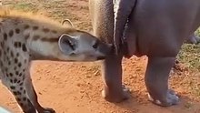 Hyena animal when it met rhino and what happened. #Animal #adventure #wildwest