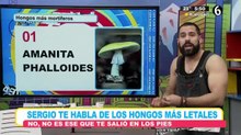 Conoce la lista de los hongos más letales