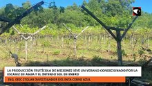 Frutales en Misiones: el exceso de lluvias y el sol de enero provocaron “severas pérdidas” de hasta