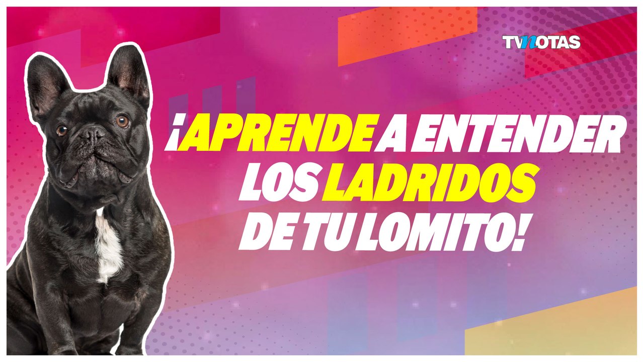 ¿Qué te quiere decir tu perro? Aprende a entender sus ladridos