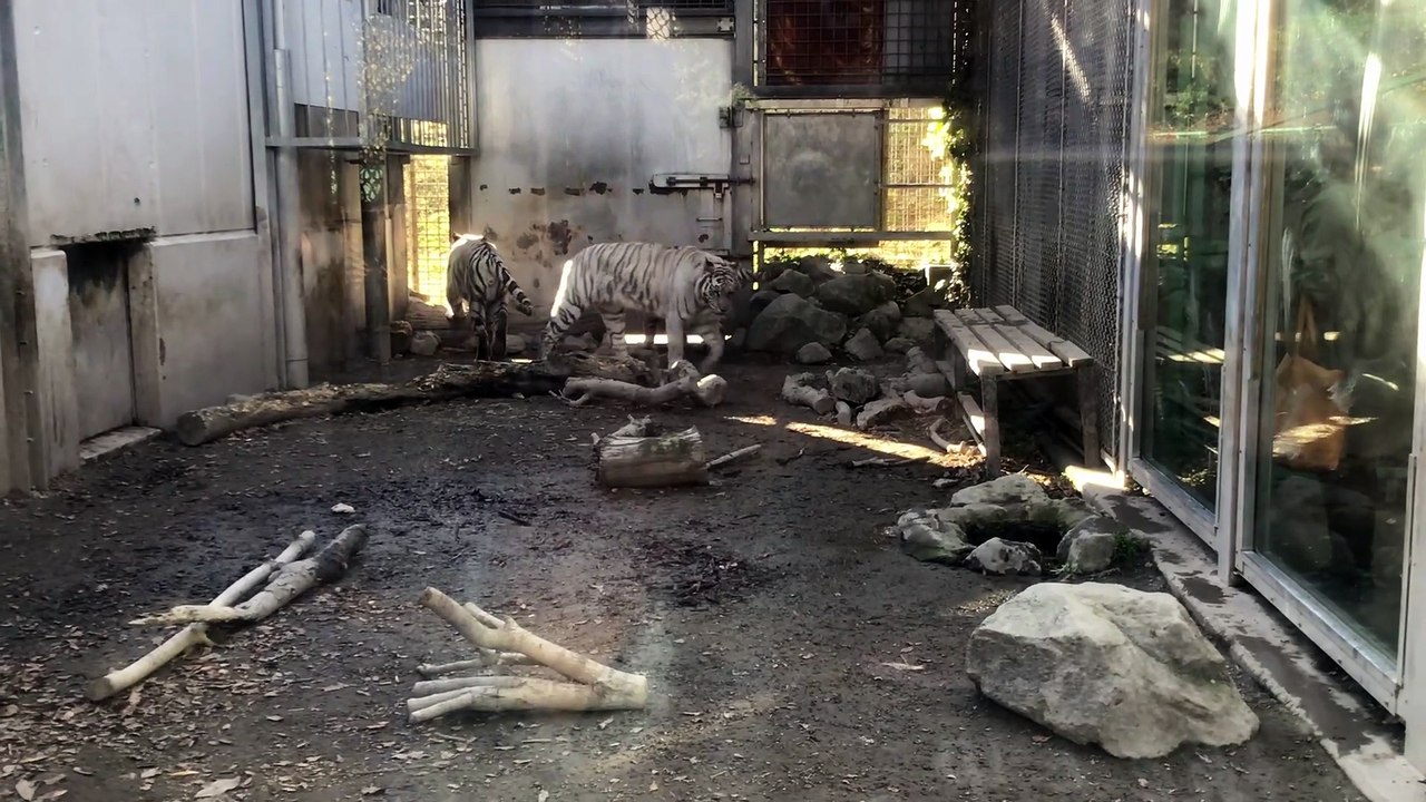 The White Tiger Son Shigure Moos. And the Daughter Tsuki Feels Like Hunting the Visitors?