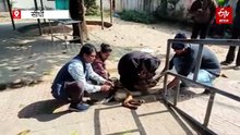 शौकिया कुत्ते बन रहे खतरा! सीधी में 2025 में 1000 डॉग बाइट, 300 कुत्तों को लगाया टीका