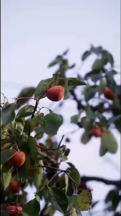 Disabled CEO Be Bullied, Unexpected Kind Rural Girl Stand up Protect him! Now, She is His Favorite!