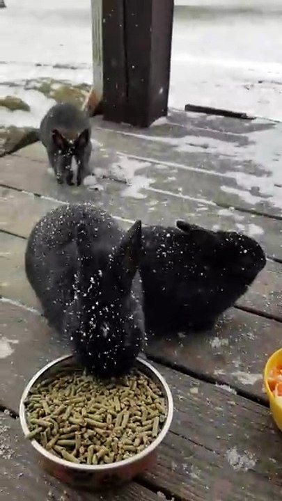 "Please sir, a crumb of attention to survive the harsh winter." | #SparklegleamFarm #Bunny #homestead #rabbit #farmanimals #cute
