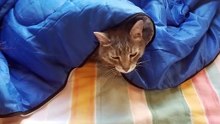 Cory getting all snuggley in the sleeping bag. :D | #SparklegleamFarm #Cory #farm #cat #catlovers #cute