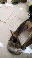 Kitties are playing