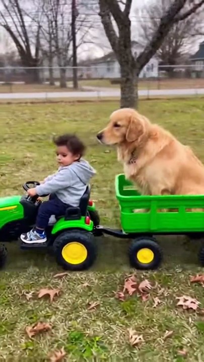 Adorable Dog and Baby #goldenretriever #dog #kingdomofawais