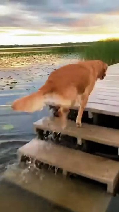 Dog Swimming #dog #goldenretriever #kingdomofawais