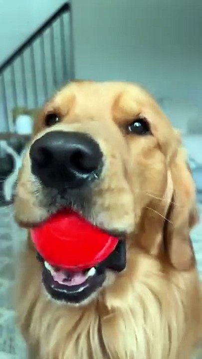 Pet bounce ball.