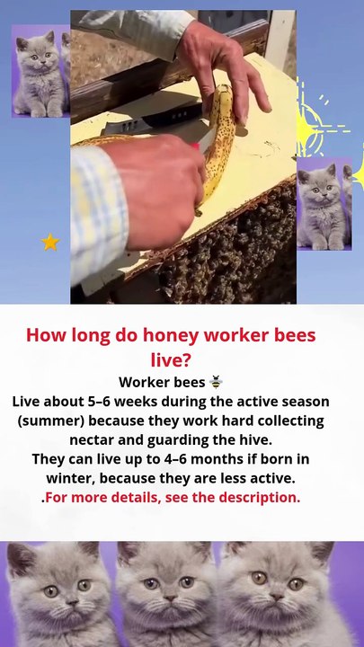 how long do worker bees live