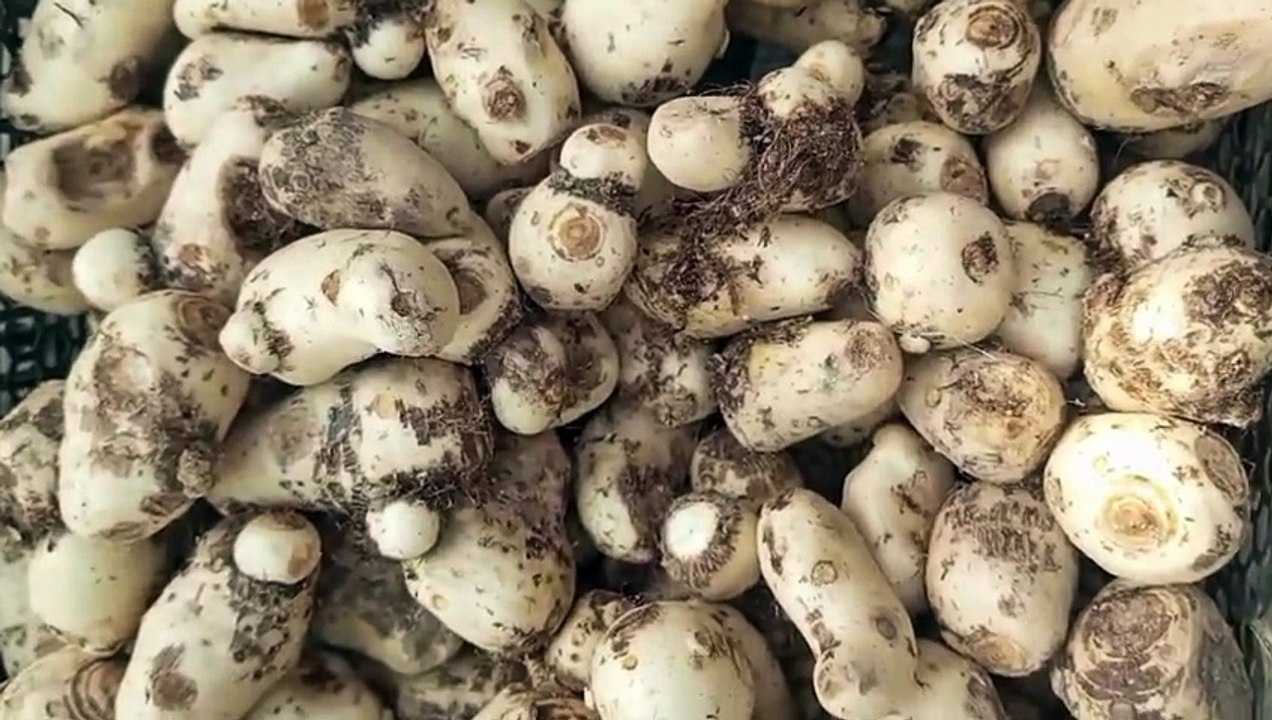 This Root Heals All Ages