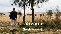 Afrique : Tanzanie (herbivores)